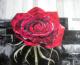 Rose an der Mauer - Marion Vossberg-Fiesser - Acryl auf Leinwand - Blumen-Rosen - Realismus Rose an der Mauer - Marion Vossberg-Fiesser - Acryl auf Leinwand - Blumen-Rosen - Realismus