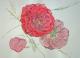 Rosen - Elke Grund - Aquarell auf Papier - Landschaft-Rosen - Klassisch Rosen - Elke Grund - Aquarell auf Papier - Landschaft-Rosen - Klassisch