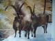 Steinbock im Winter - helen neumann - Ãl auf Leinwand - Tiere-Winter-Frauen - Klassisch Steinbock im Winter - helen neumann - Ãl auf Leinwand - Tiere-Winter-Frauen - Klassisch