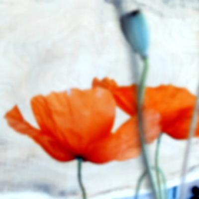 ---mohn - CORINA SCHUBERT - Array auf Array - Array - ---mohn - CORINA SCHUBERT - Array auf Array - Array -
