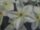 WeiÃe Lilien - Gerhard Titz - Pastell auf Papier - Blumen - Klassisch WeiÃe Lilien - Gerhard Titz - Pastell auf Papier - Blumen - Klassisch