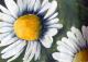 Gänseblümchen - Johanna Gmoser - Aquarell auf Papier - Blumen - Fotorealismus Gänseblümchen - Johanna Gmoser - Aquarell auf Papier - Blumen - Fotorealismus