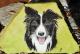 Hunde - Radka Klara Bergner - Acryl auf - Tiere-Hunde - Fotorealismus Hunde - Radka Klara Bergner - Acryl auf - Tiere-Hunde - Fotorealismus