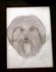 © atelier-hagen Hundedame Paula - Reinhold Hagen - auf - Tiere - © atelier-hagen Hundedame Paula - Reinhold Hagen - auf - Tiere -