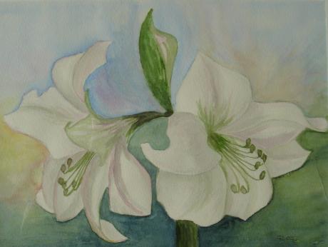 Ritterstern, weiss - Dagmar Rasper - Array auf Array - Array - Array Ritterstern, weiss - Dagmar Rasper - Array auf Array - Array - Array