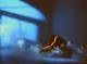 MOSES - Andrea Valerius - - auf - Fantastisch-männlich-Mystik - MOSES - Andrea Valerius - - auf - Fantastisch-männlich-Mystik -