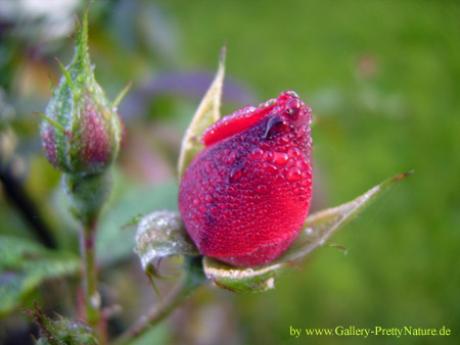 Rosenknospe - Petra PStarosky - auf - Array - Rosenknospe - Petra PStarosky - auf - Array -