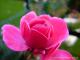 Rose - Petra PStarosky - auf - Sonstiges-Rosen-Herbst - Rose - Petra PStarosky - auf - Sonstiges-Rosen-Herbst -