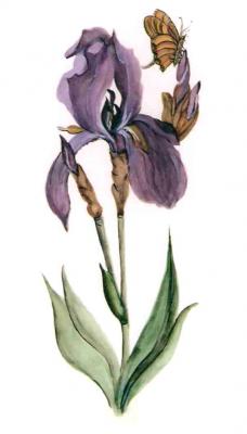 Lilie mit Schmetterling - gerda mann - Array auf Array - Array - Lilie mit Schmetterling - gerda mann - Array auf Array - Array -