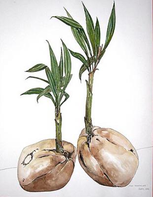 Zwei Kokosnüsse - Scharvogel - Array auf Array - Array - Zwei Kokosnüsse - Scharvogel - Array auf Array - Array -