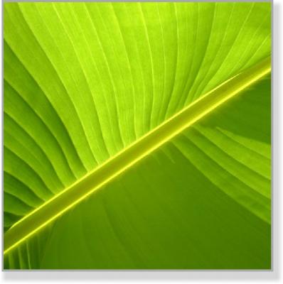 Z4 0405_1 Banana - Thomas H. Eichkorn Zeit4men - auf - Array - Z4 0405_1 Banana - Thomas H. Eichkorn Zeit4men - auf - Array -