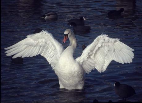 Schwan 02 - C.Hillinger - auf - Array - Schwan 02 - C.Hillinger - auf - Array -