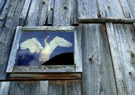 Gefangener Schwan 01 - C.Hillinger - auf - Array - Gefangener Schwan 01 - C.Hillinger - auf - Array -