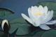 Seerose - KingsArt - auf - Sonstiges - Seerose - KingsArt - auf - Sonstiges -