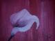 Calla - Prise - auf - Sonstiges - Calla - Prise - auf - Sonstiges -