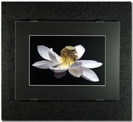 Magic Black - Lotus - HaeF HaeF Baur - auf - Array - Magic Black - Lotus - HaeF HaeF Baur - auf - Array -