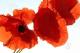 Mohn II - Heiko Gross - auf - Sonstiges-Mohn - Mohn II - Heiko Gross - auf - Sonstiges-Mohn -