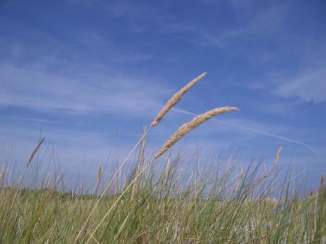 Gräser - A.Tschiersch - auf Array - Array - Gräser - A.Tschiersch - auf Array - Array -