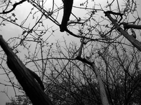 The Forest - Vadehra Treskow - auf - Array - The Forest - Vadehra Treskow - auf - Array -