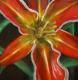 Rote Blühte auf schwarzem Hintergrund - Snudie - Acryl auf Leinwand - Sonstiges - Rote Blühte auf schwarzem Hintergrund - Snudie - Acryl auf Leinwand - Sonstiges -