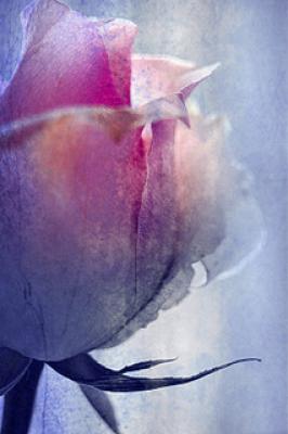 Glace Rose - Bellamias24 - auf - Array - Glace Rose - Bellamias24 - auf - Array -