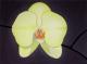 Gelbe Orchidee - Nixe - Acryl auf Leinwand - Blumen - Naturalismus Gelbe Orchidee - Nixe - Acryl auf Leinwand - Blumen - Naturalismus