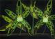 Grüne Orchidee - Nixe - Acryl auf Leinwand - Blumen-Sonstiges - Naturalismus Grüne Orchidee - Nixe - Acryl auf Leinwand - Blumen-Sonstiges - Naturalismus