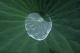 LOTUS I - Jolin - auf Leinwand - Sonstiges - LOTUS I - Jolin - auf Leinwand - Sonstiges -