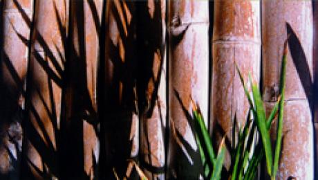 Fence at Mustique - Udo Klein - auf - Array - Fence at Mustique - Udo Klein - auf - Array -