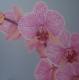Orchidee Orchidee