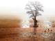 Blind Kuh - Frank Melech - Fotocollage auf - Fantastisch - Blind Kuh - Frank Melech - Fotocollage auf - Fantastisch -