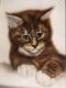 Neugierig - Beatrice Gugliotta - Airbrush auf Karton - Katzen - Gegenständlich Neugierig - Beatrice Gugliotta - Airbrush auf Karton - Katzen - Gegenständlich