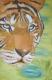 TIGER - Alexandra Ludolph - auf - Raubkatzen - TIGER - Alexandra Ludolph - auf - Raubkatzen -