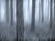November Fog - Walter J. Pilsak - - auf - Abstrakt-Wald - November Fog - Walter J. Pilsak - - auf - Abstrakt-Wald -