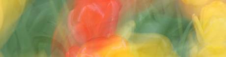 Tulpenrot - Walter J. Pilsak - Array auf - Array - Tulpenrot - Walter J. Pilsak - Array auf - Array -