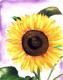 Sunflower 8 -Lutz Erler- - Lutz Erler - Aquarell auf Papier - Sonstiges - Sunflower 8 -Lutz Erler- - Lutz Erler - Aquarell auf Papier - Sonstiges -