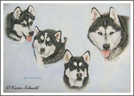 4 Malamuten - Karin Schnabl - Array auf - Array - 4 Malamuten - Karin Schnabl - Array auf - Array -