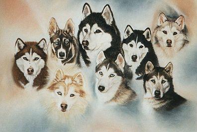 Husky-Rudel - Karin Schnabl - Karin Schnabl - Array auf Array - Array - Husky-Rudel - Karin Schnabl - Karin Schnabl - Array auf Array - Array -