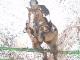 Horse is Jumping - Susanne Rade - Acryl auf Leinwand - Tiere - Horse is Jumping - Susanne Rade - Acryl auf Leinwand - Tiere -