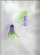 tender fairies tender fairies