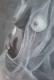Akt - Gaby Uckert - Acryl auf Holz - Akt - Realismus Akt - Gaby Uckert - Acryl auf Holz - Akt - Realismus