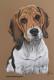 Beagle-Hündin Bessi (2009) - Janette Herlinger - Pastell auf - Sonstiges - Beagle-Hündin Bessi (2009) - Janette Herlinger - Pastell auf - Sonstiges -