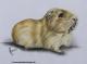 Meerschweinchen Mümmel (2006) - Janette Herlinger - Pastell-Kohle auf Papier - Sonstiges - Meerschweinchen Mümmel (2006) - Janette Herlinger - Pastell-Kohle auf Papier - Sonstiges -