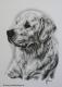Golden Retriever Jeremy (2006) - Janette Herlinger - Kohle auf Papier - Sonstiges - Golden Retriever Jeremy (2006) - Janette Herlinger - Kohle auf Papier - Sonstiges -