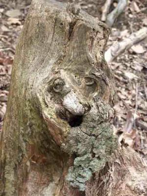 7. BÄRTIGER BAUMSTUMPF - Burre Carmen - auf - Array - 7. BÄRTIGER BAUMSTUMPF - Burre Carmen - auf - Array -