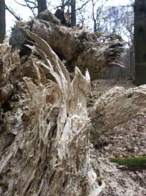 34. Pegasus - Burre Carmen - auf - Array - 34. Pegasus - Burre Carmen - auf - Array -