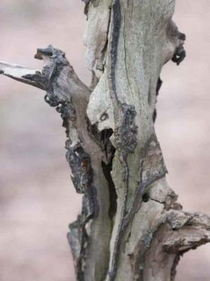 28. Krieger - Burre Carmen - auf - Array - 28. Krieger - Burre Carmen - auf - Array -