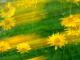 Sonnenwind - Walter J. Pilsak - - auf - Blumen-Stimmungen - Sonnenwind - Walter J. Pilsak - - auf - Blumen-Stimmungen -