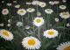Margeriten - Knut Stein - Acryl auf Leinwand - Blumen - Expressionismus Margeriten - Knut Stein - Acryl auf Leinwand - Blumen - Expressionismus