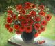 ---Und Mohn blüht wieder - Gala Bogiel - Ãl auf Leinwand - Mohn-Stillleben - Impressionismus ---Und Mohn blüht wieder - Gala Bogiel - Ãl auf Leinwand - Mohn-Stillleben - Impressionismus